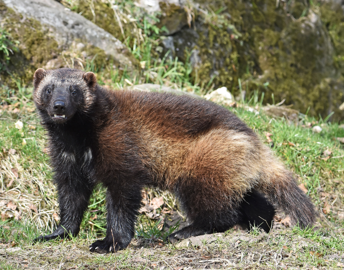 wolverine standing on grass
