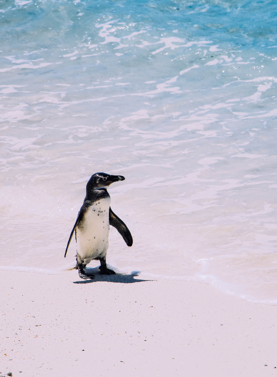 penguin on beach