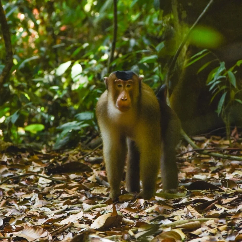 Cesar Medina Davila Pig-tailed macaques in the jungle