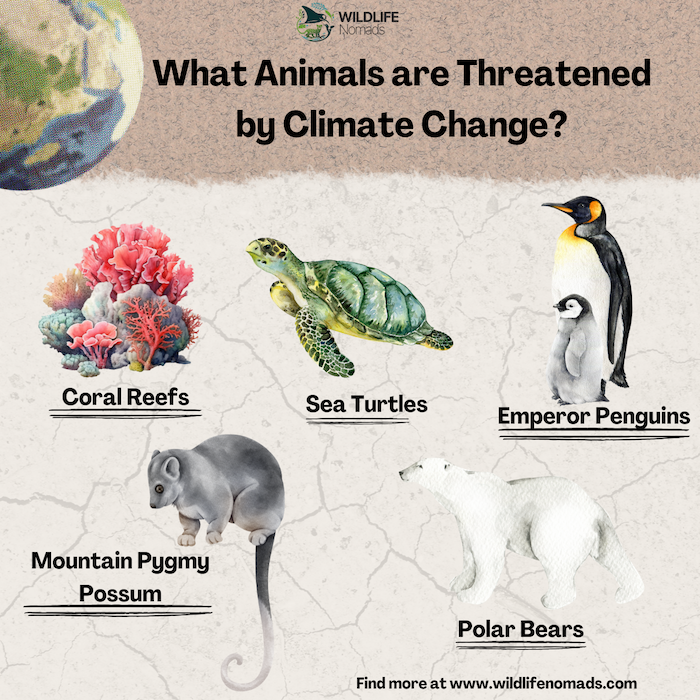  Animals threatened by climate change | Wildlife Nomads Infographic 