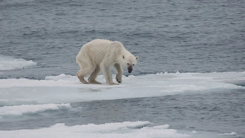 Wikimedia Commons A starving polar bear standing over a brick of ice in the north pole surrounded by water