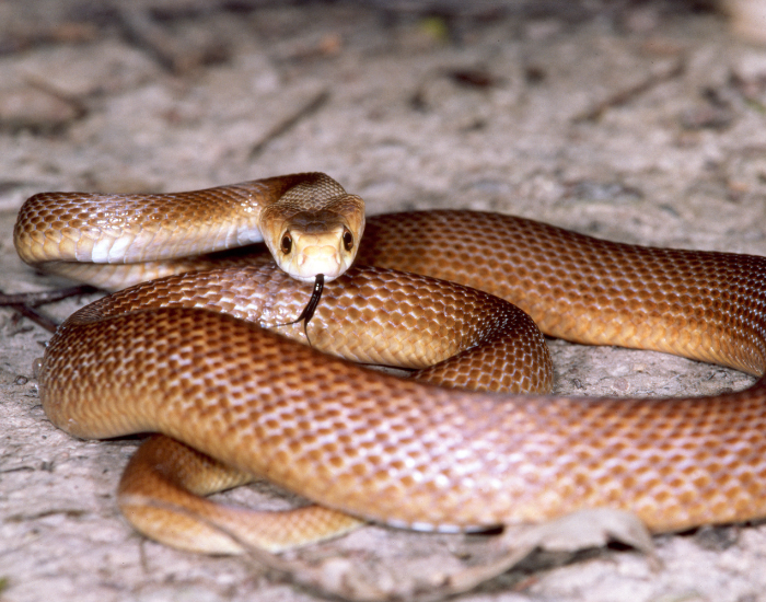 close up of a Coastal Taipan