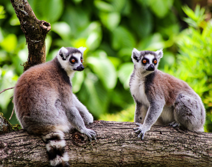 Two Ring Tailed Lemurs over s tree Trunk