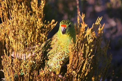 a western parrot in the bush