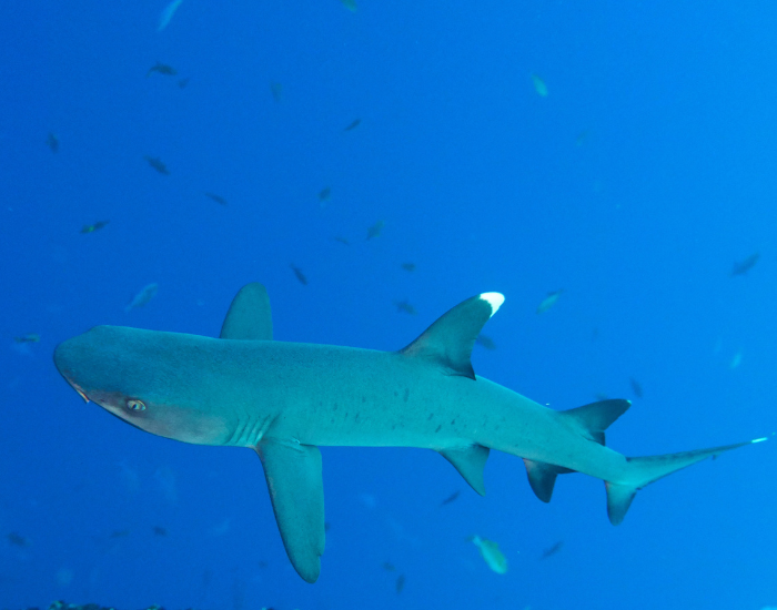 white tip shark swimming under the ocean
