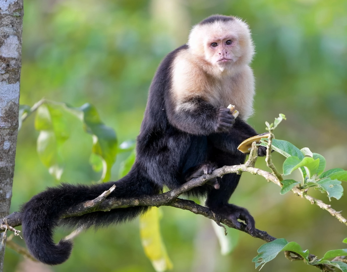 Panamanian white-faced capuchin on a Tree eating