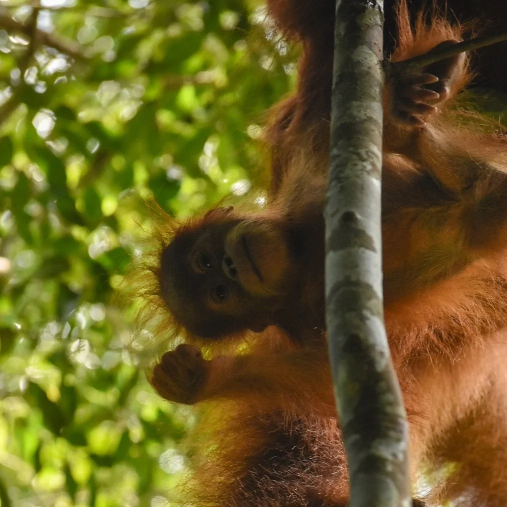 Cesar Medina Davila A Close Up of a Baby Orangutan Hanging from a Tree