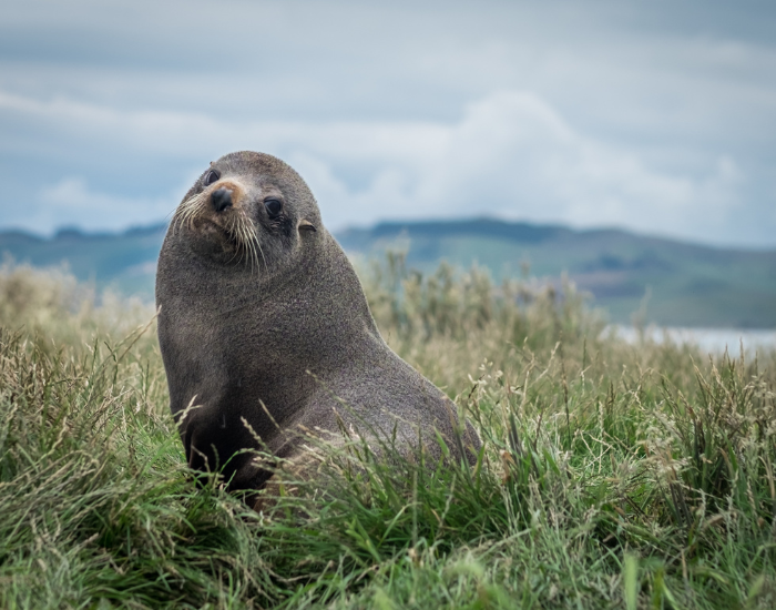 Animals of New Zealand: Wildlife You Need to See — Wildlife Nomads