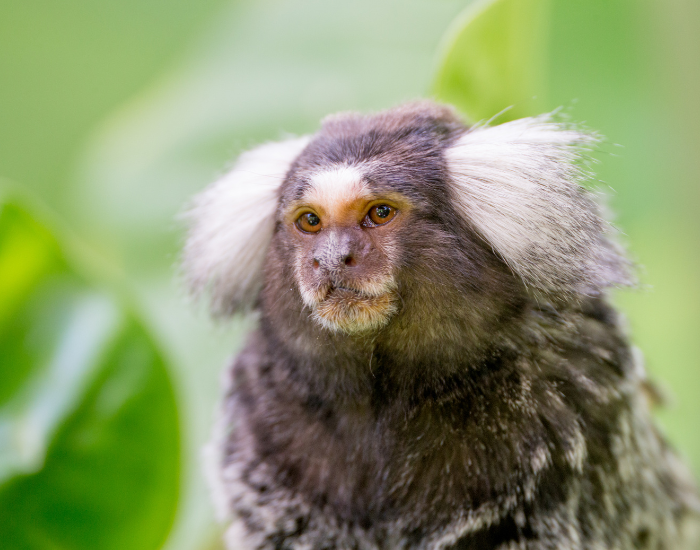 12 Iconic Animals in Colombia You Need to Know — Wildlife Nomads
