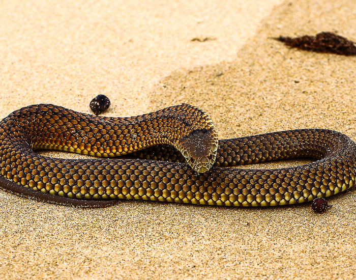 Lowland copperhead on the desert