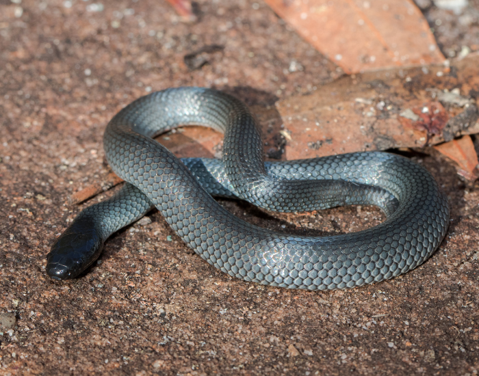 Picture of Image result for Snakes preference towards certain food