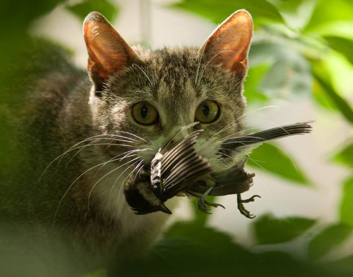 a cat holding a dead birs on its mouth framed by leaves