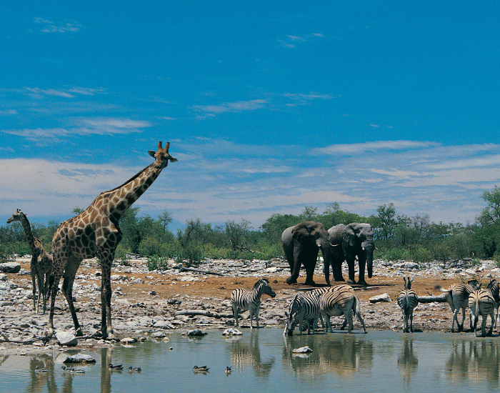 Getty Images wild animals drinking ware on a water hole