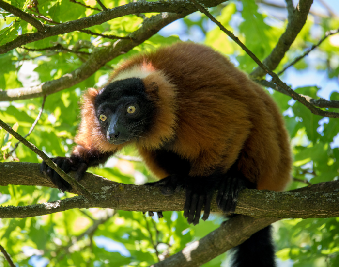 Red Ruffed Lemur standing over a branch