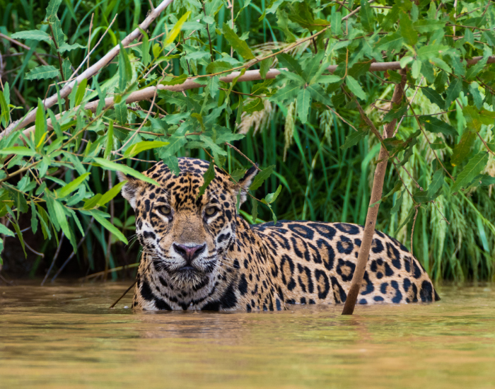a jaguar inside of a river in pantanal jungle habitat brazil