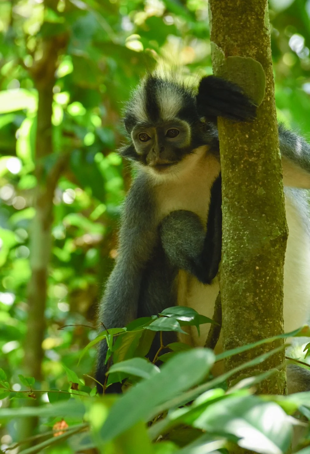 Cesar Medina Davila Thomas leaf monkey hanging from a tree in the jungle