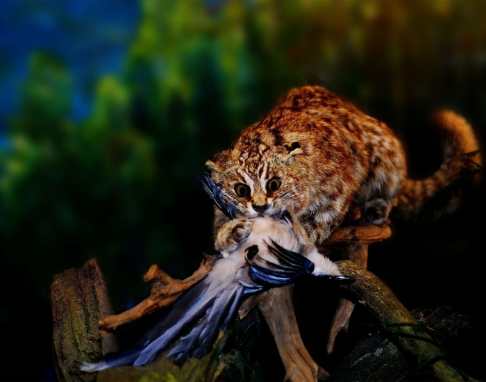 Wild cat hunting a bird on a tree