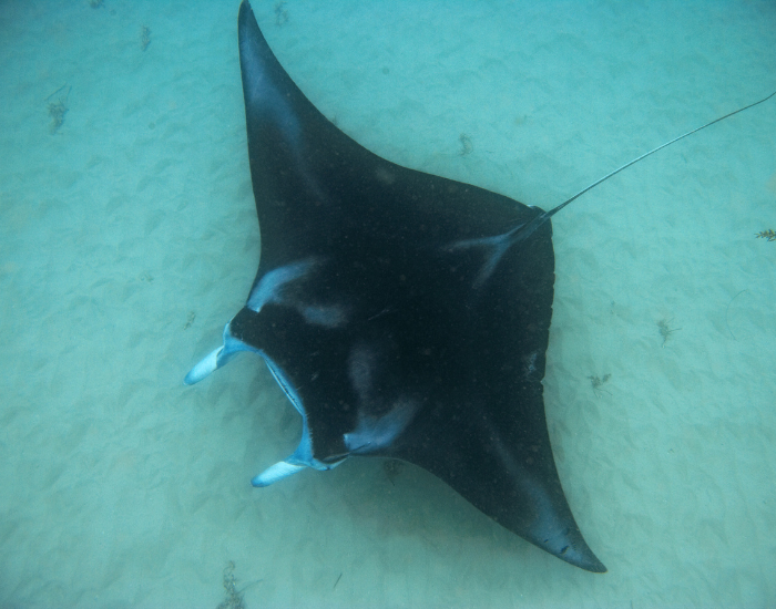 A manta ray in puerto vallarta