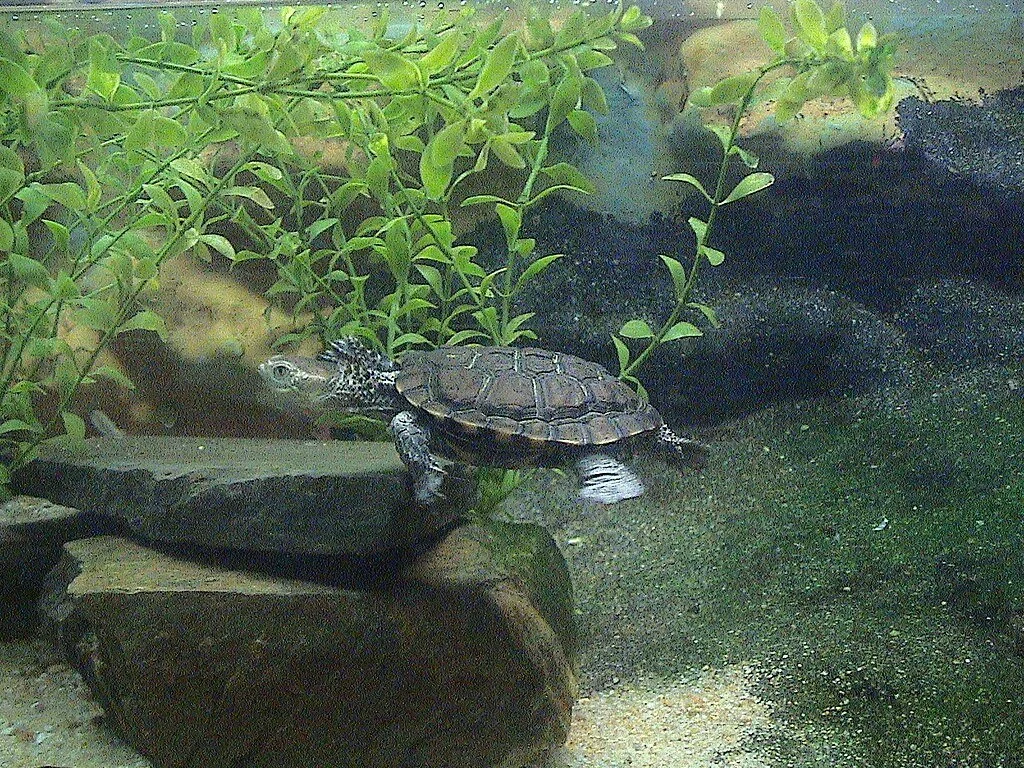 a western swamp tortoise swimming on a pond