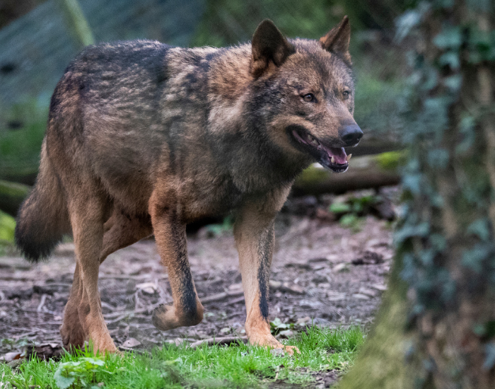 Iberian Wolf walking