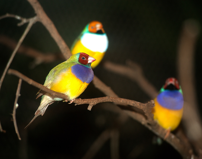 three gouldian finch on tree branches