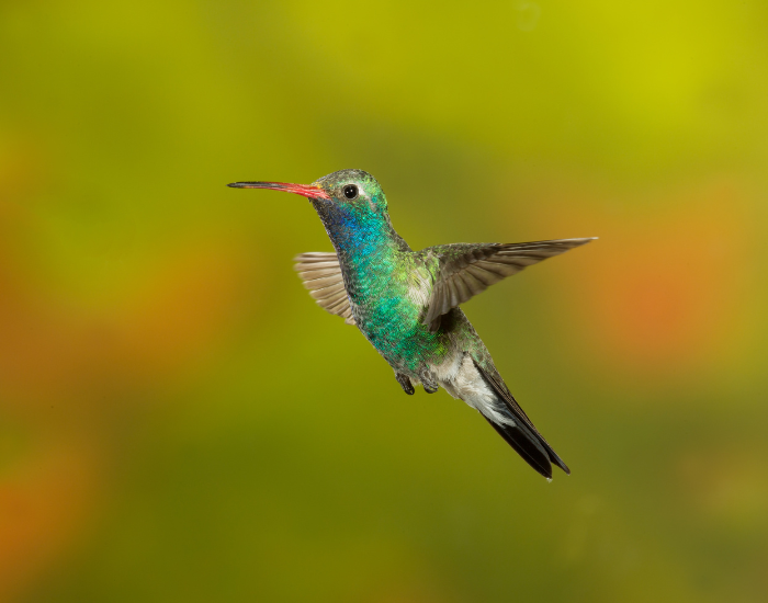 Getty Images Broad-billed Hummingbird close up flying