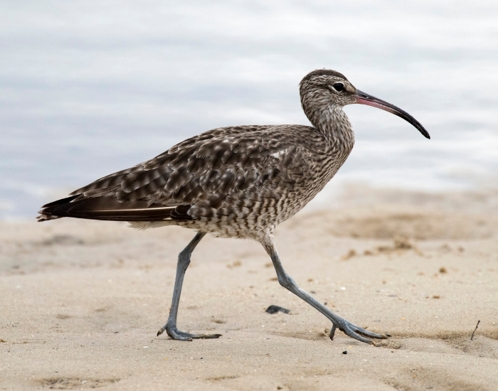 Eastern Curlew walking over sand on a beach