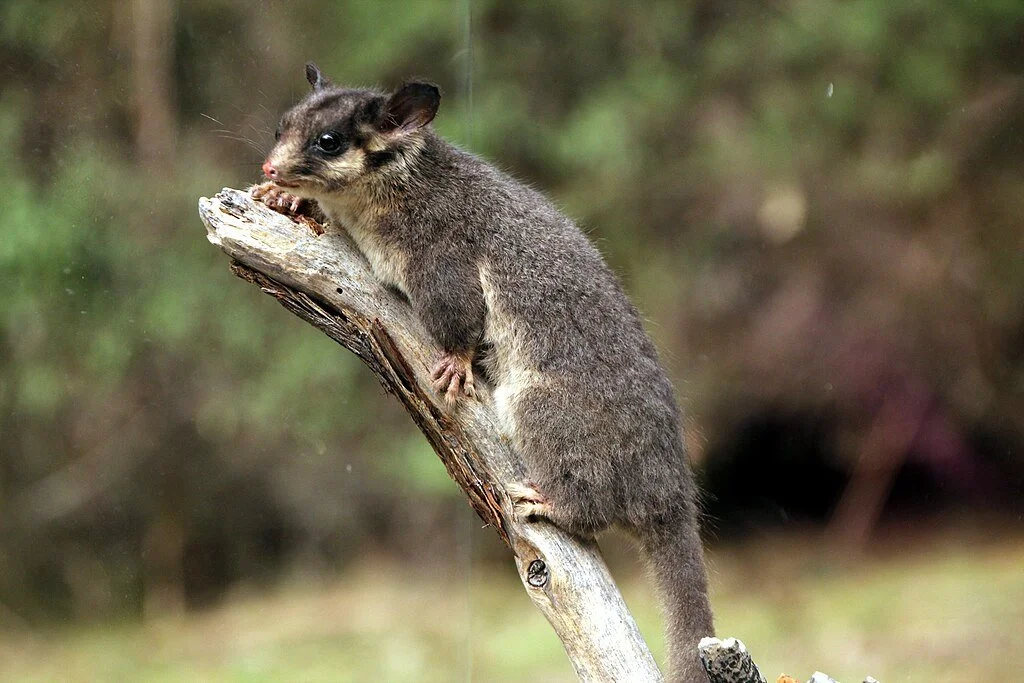 a Leadbeater’s Possum on a branch