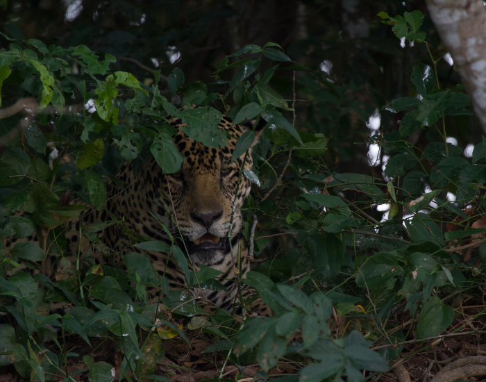 Jaguar laying on the Ground in the Bush of a Jungle