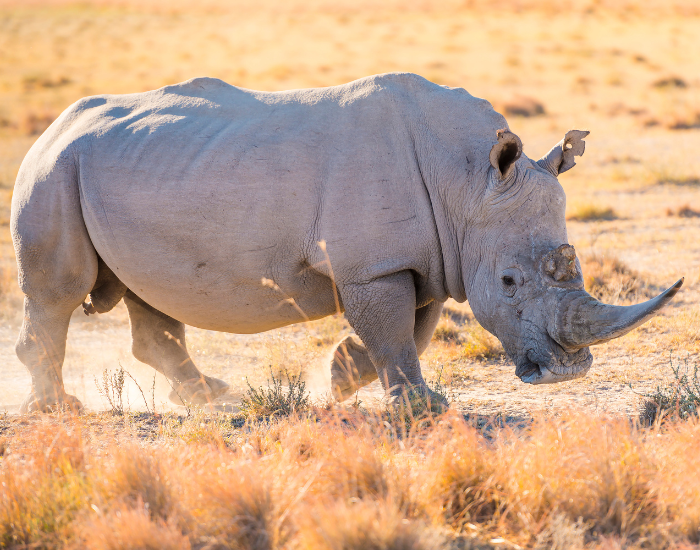 White Rhinoceros in the savannah