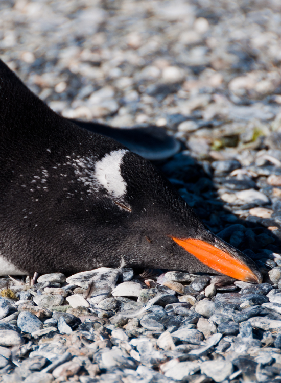 close up of a penguin sleeping on the beach