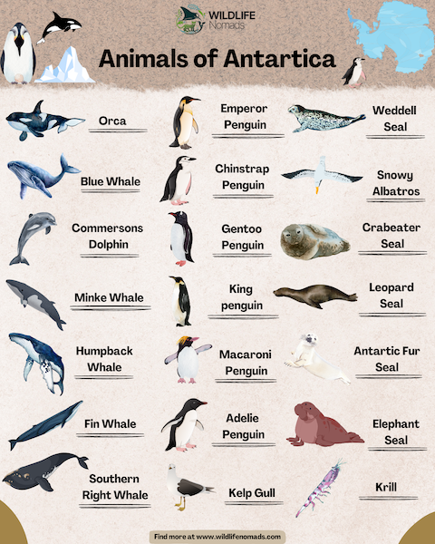  Diverse Wildlife of Antartica 