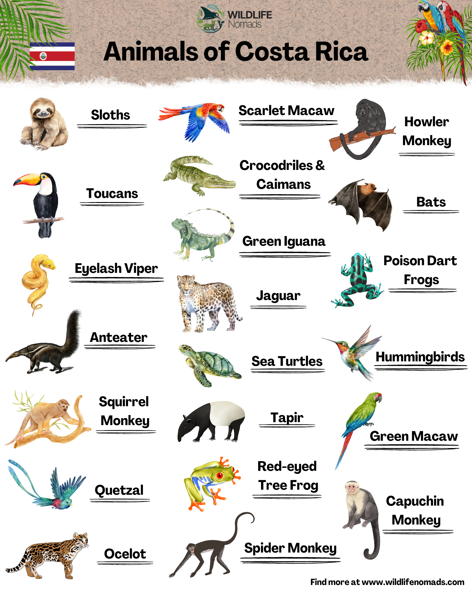 Must See Animals Of Costa Rica Wildlife Nomads Must See Animals Of Costa Rica Wildlife Nomads