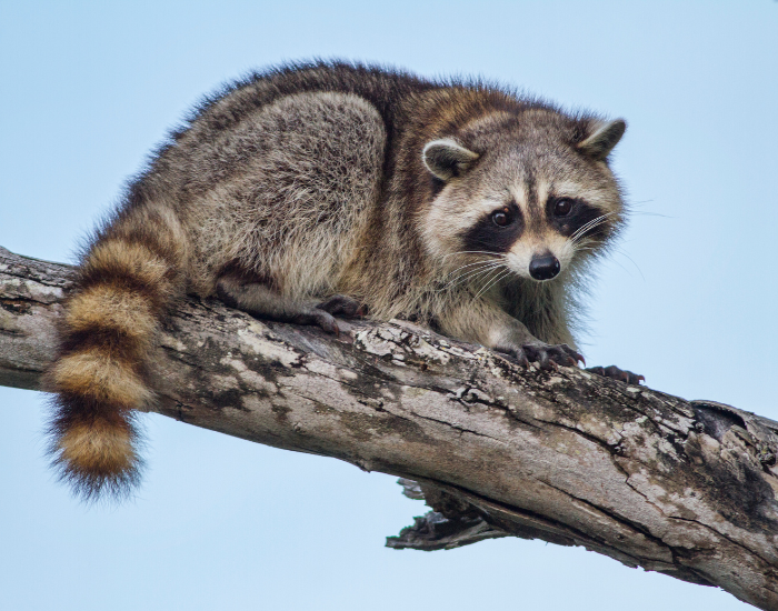 Animals of the United States: 10 Iconic Species — Wildlife Nomads