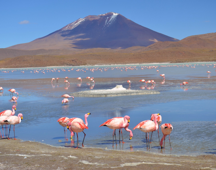 Panoramic photo of Salar De Uyuni with many flamingos in the frame