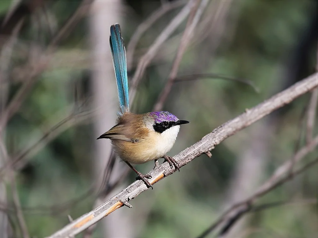 a Purple-crowned Fairy-wren standing over a tree branch