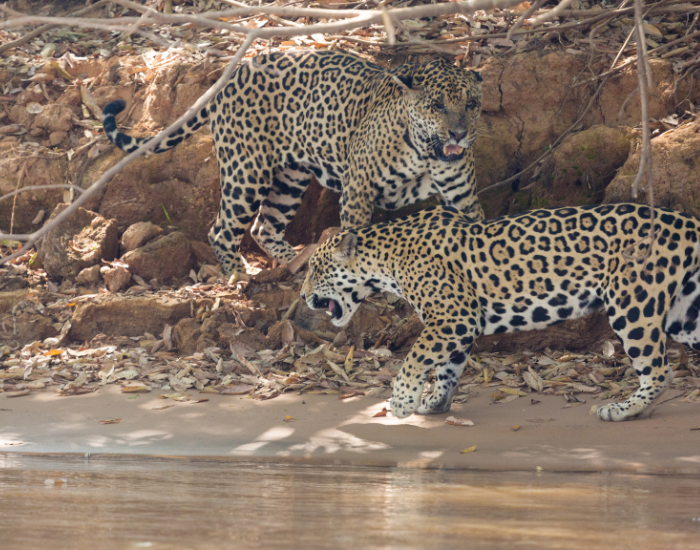 Couple of Jaguars next To a River