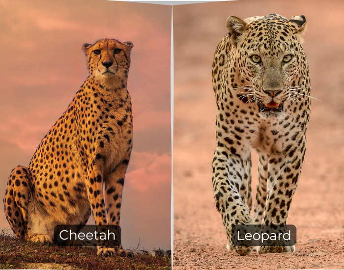 Differences Between Leopards And Cheetahs Wildlife Nomads