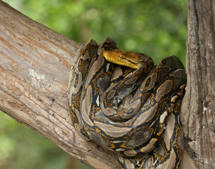 What Is an Invasive Species? | Impacts on Natives — Wildlife Nomads