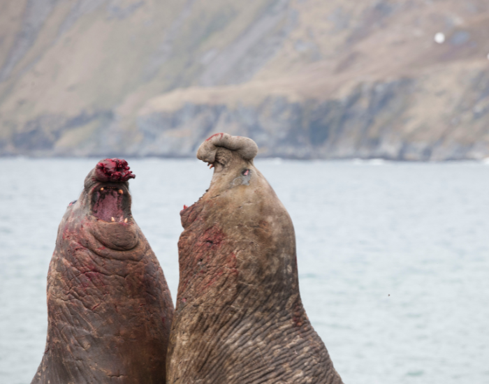 two elephant seals fighting in antartica
