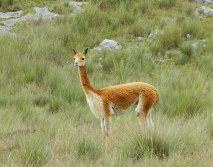 Vicuña standing over a grassfield