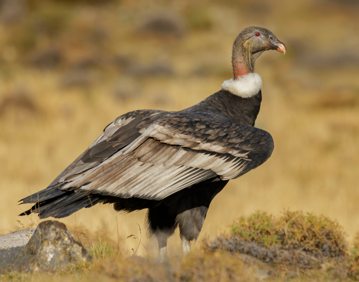an andean condor on its habitat standing on the ground