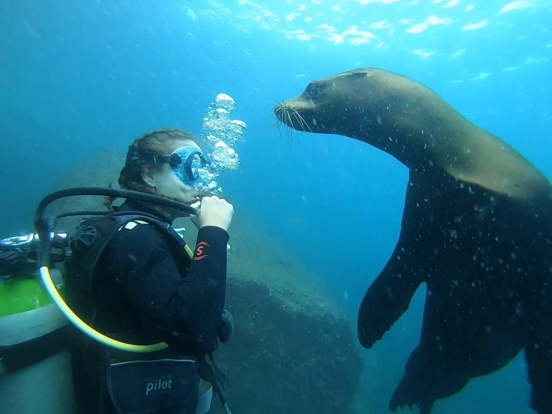 Woman diving with a sea lion