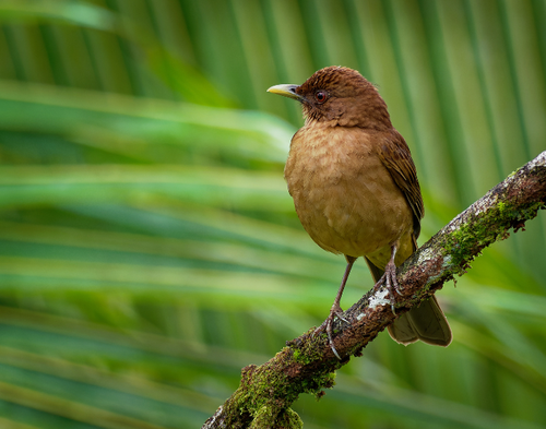 Birds of Costa Rica: A Birdwatcher’s Paradise — Wildlife Nomads
