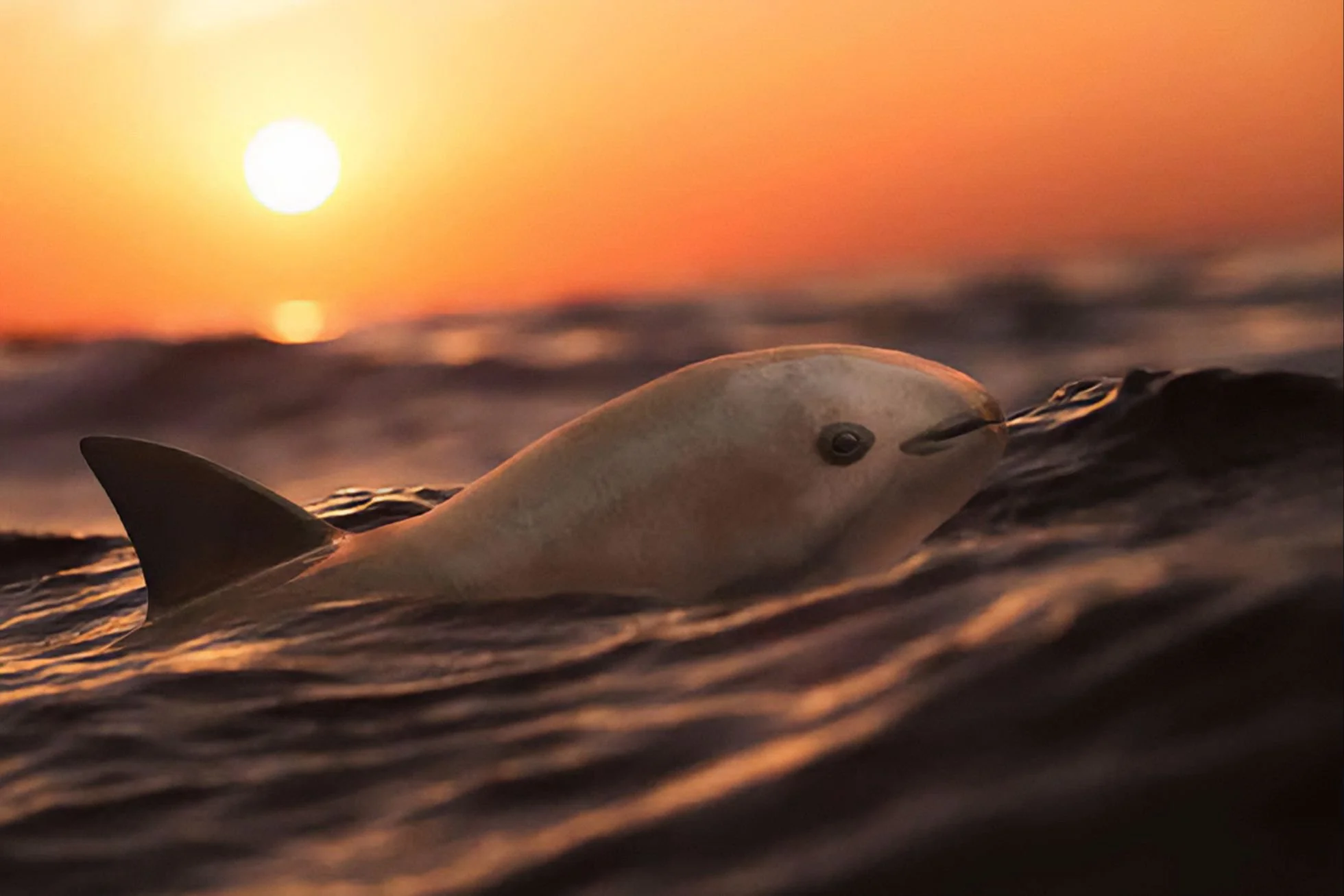 Vaquita Population 2022 The Vaquita Porpoise The Most Endangered Vaquita Population 2022 The Vaquita Porpoise The Most Endangered