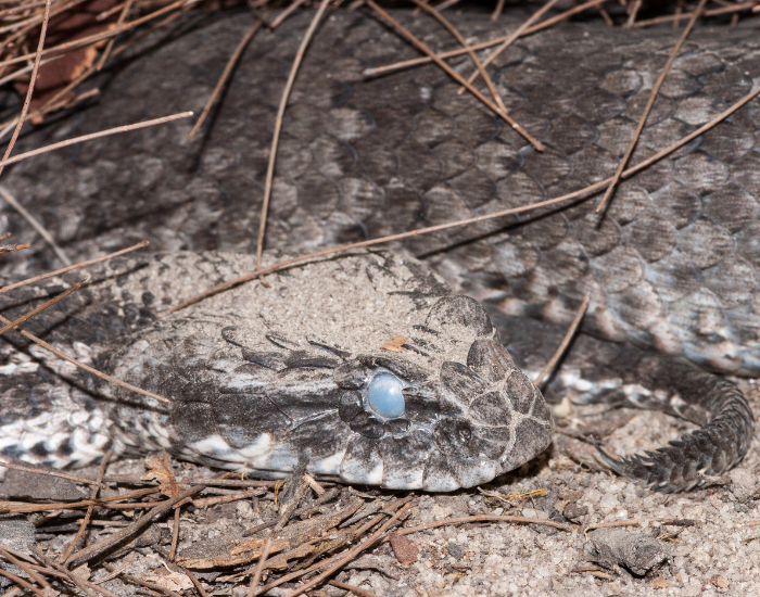 close up of a death adder on a dry debris