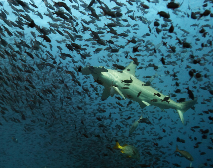 Hammerhead sharks of Galapagos swimming surrounded by many fish