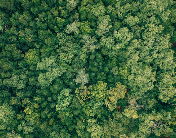 Getty Images aerial photo from forest