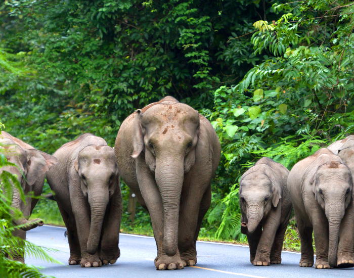 Asian Elephants: 12 Facts You Should Know — Wildlife Nomads