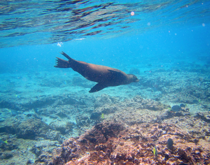 Underwater photo of a marine sea lion in galapagos swimming in shallow water